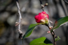 Flower, Camellia Japonica, Flora