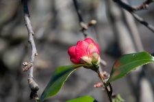 Flower, Camellia Japonica, Flora