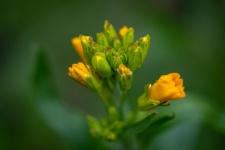 Flower, Yellow Petals, Flora