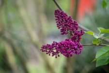 Flower, Lilac, Syringa Vulgaris
