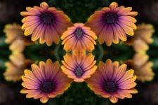 Flower, African Daisy, Kaleidoscope