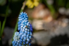 Flower, Grape Hyacinths, Plant