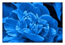 Flower Blue Blossom Petals
