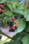Blackberries Fruit Fruit Garden