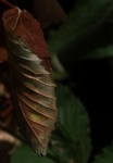 Brown Leaf In A Garden On A Bramble