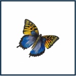Butterfly Isolated With Frame