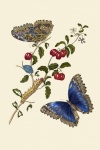 Butterfly Vintage Art Poster