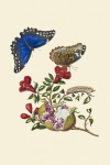 Butterfly Vintage Art Poster