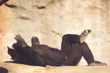 Chimpanzee Lying Down