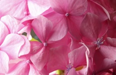 Close View Of Pink Hydrangea