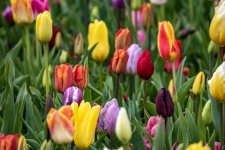 Colorful Tulips Of Keukenhof