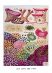 Corals Barrier Reef Poster