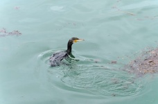 Cormorant Coming Out Of The Water