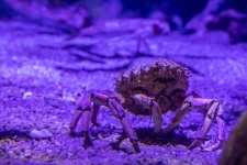 Crab Underwater