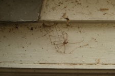 Dead Spiders