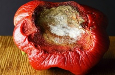 Decaying Sweet Red Bell Pepper
