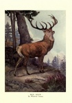 Deer Vintage Art Poster
