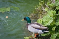 Mallard, Male Duck