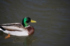 Duck, Mallard, Bird, Fauna
