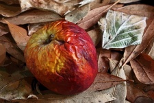 Effect Added To Wrinkled Apple