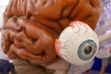 Eyeball And Brain