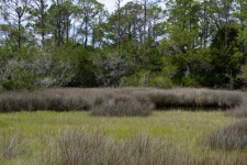 Florida Marshland Background