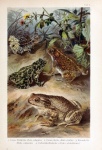 Frogs Vintage Art Poster