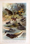 Frogs Vintage Art Poster