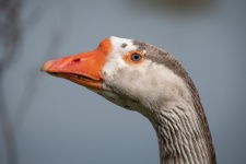 Chinese Goose, Bird