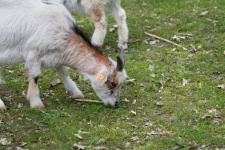 Goat, Farm Animal, Mammal