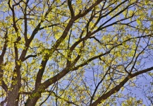 Giant Oak Tree With Yellow Leaves.
