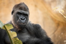 Gorilla Portrait
