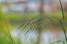 Blade Of Grass, Green Leaves