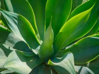 Green Agave Plant