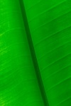 Green Banana Leaf