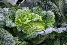 Kale Cabbage Vegetable Garden