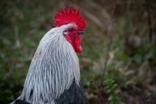 Rooster, Male Chicken, Fowl