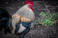 Rooster, Male Chicken, Fowl