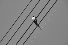 Swallow On The Wires
