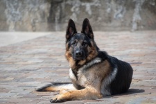 Dog, German Shepherd, Pet