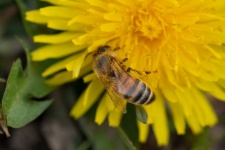 Honey Bee, Insect, Dandelion