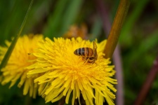 Honey Bee, Insect, Dandelion