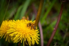 Honey Bee, Dandelion, Pollen