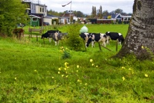 Dairy Cows In Holland