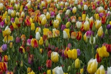 Different Colored Tulips