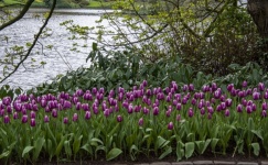 Purple Tulips By A Pond