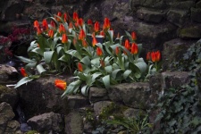 Tulip Pond