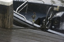Coot Bird In Boat