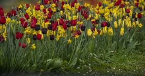 Tulips In City Of Brussels