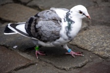 Pigeon On Cobblestone
